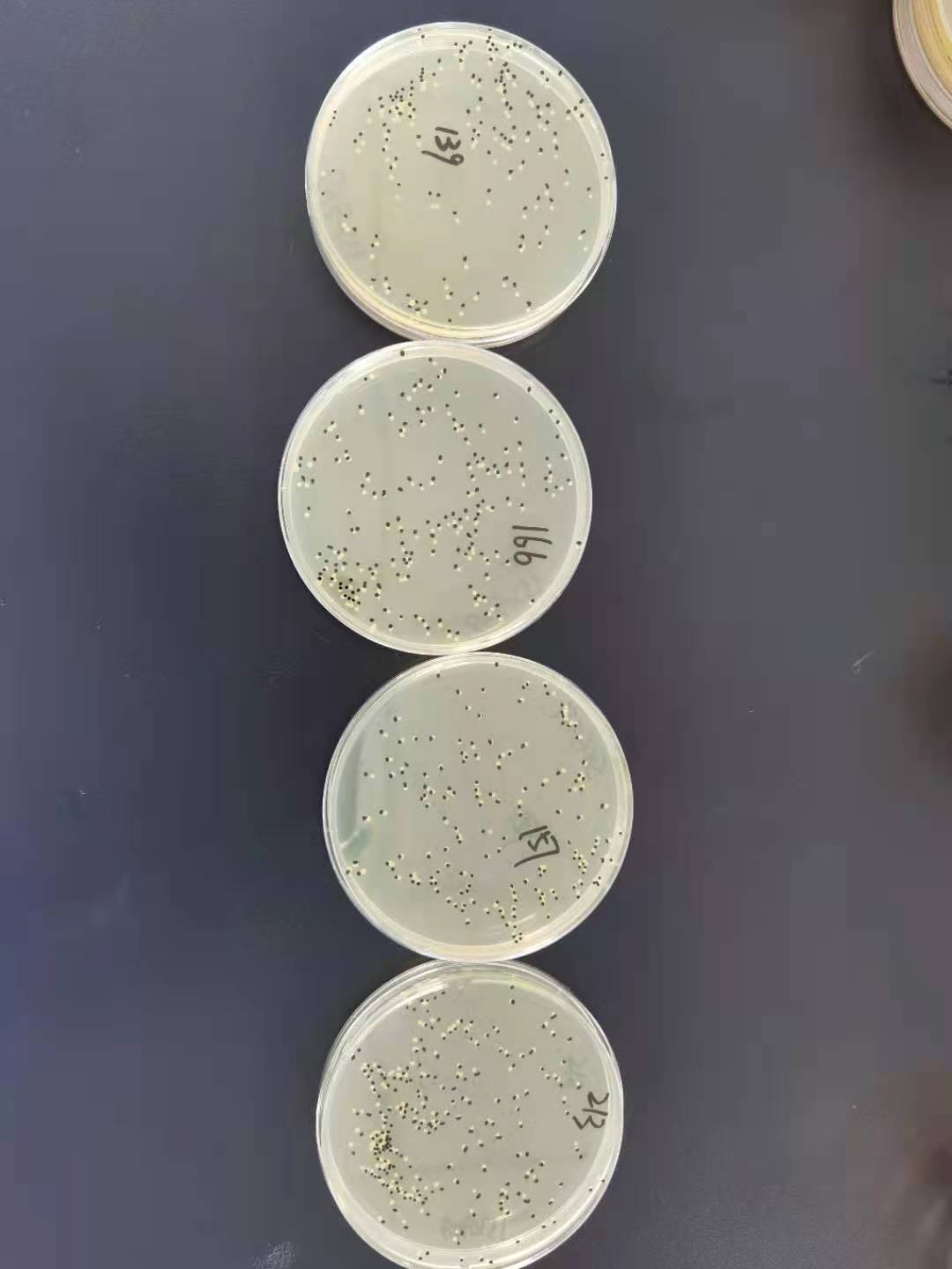 Quality control samples of Enterobacteriaceae in food-BNCC