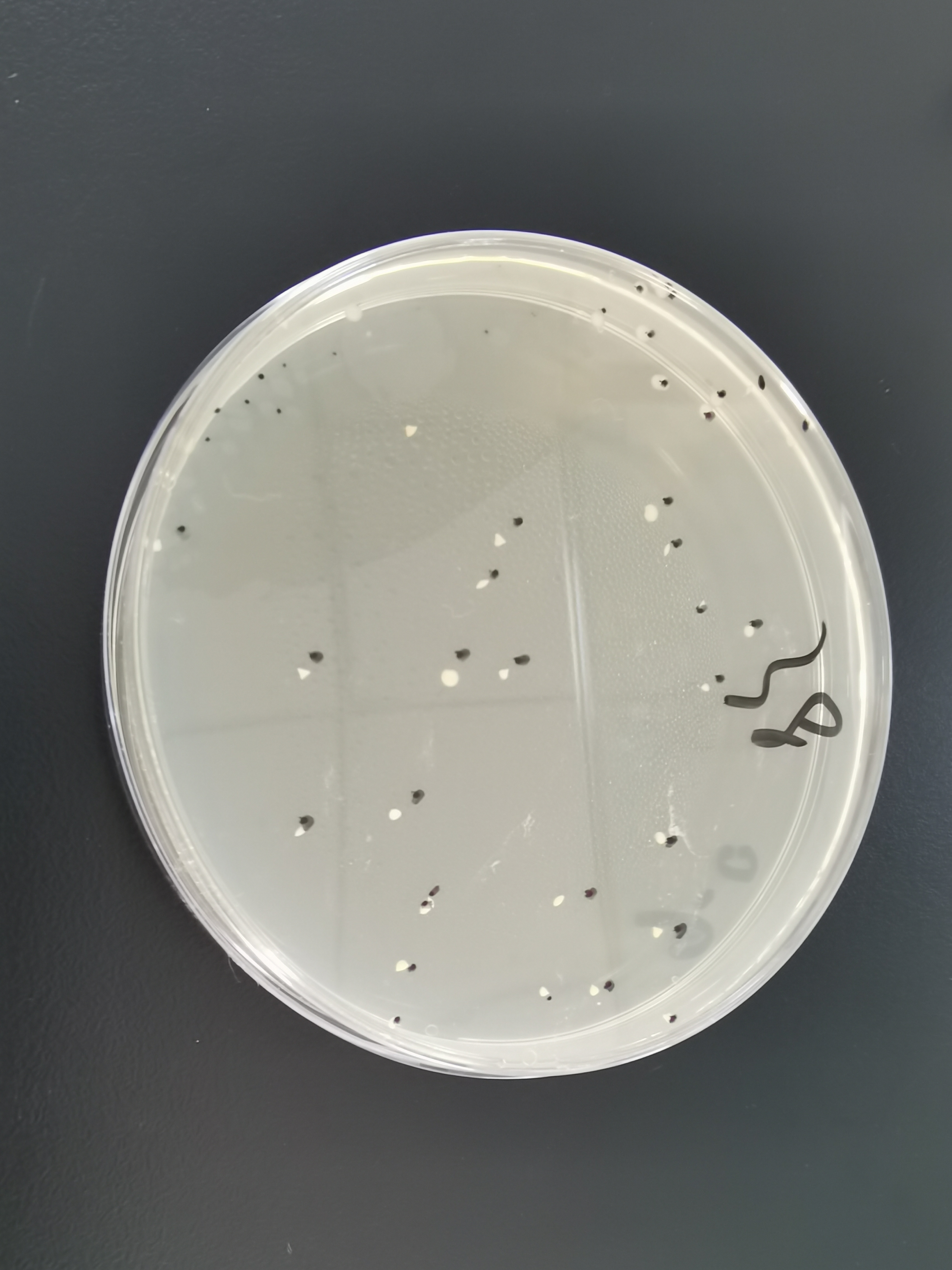 Quality control samples of Enterobacteriaceae in food-BNCC