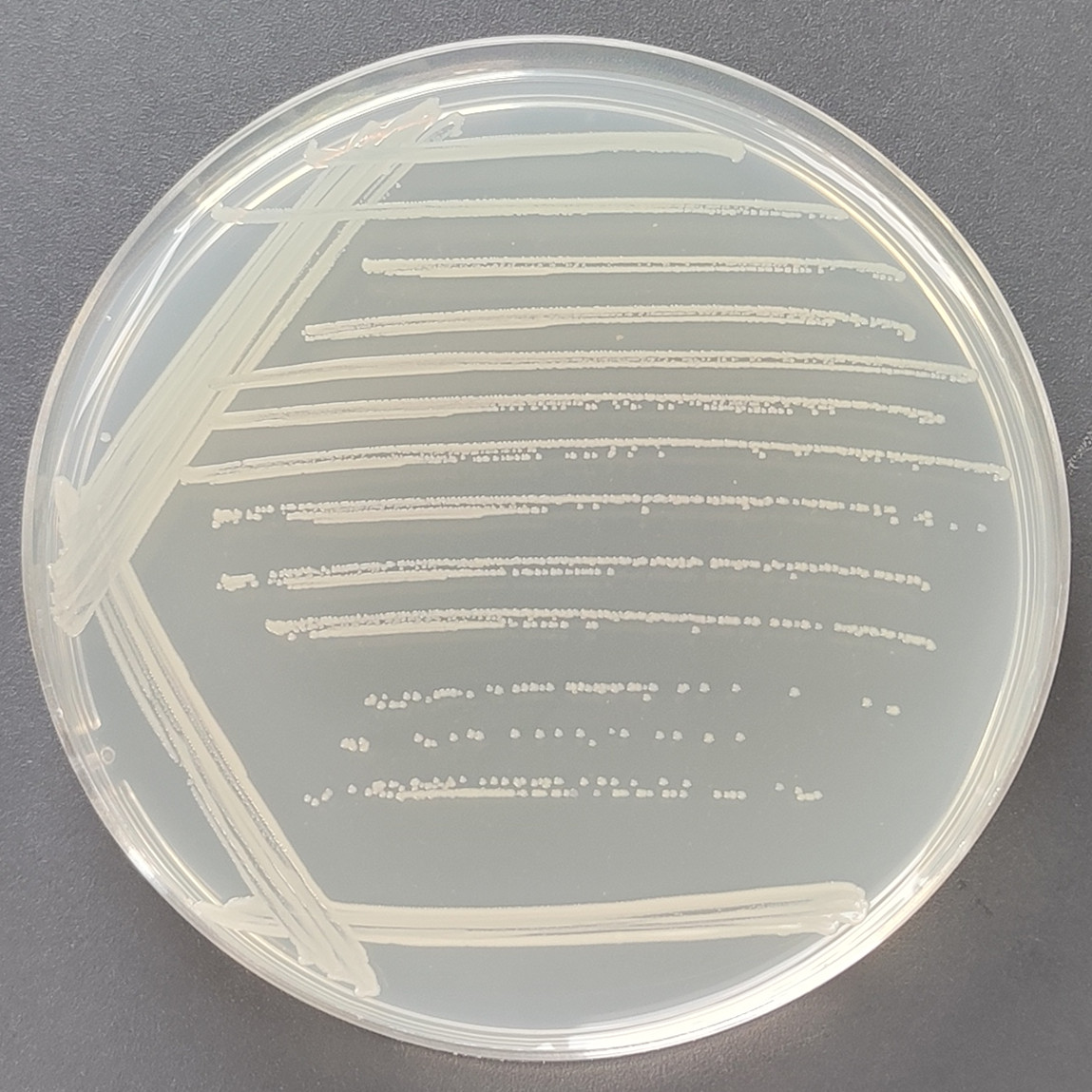 Vibrio parahaemolyticus-BNCC