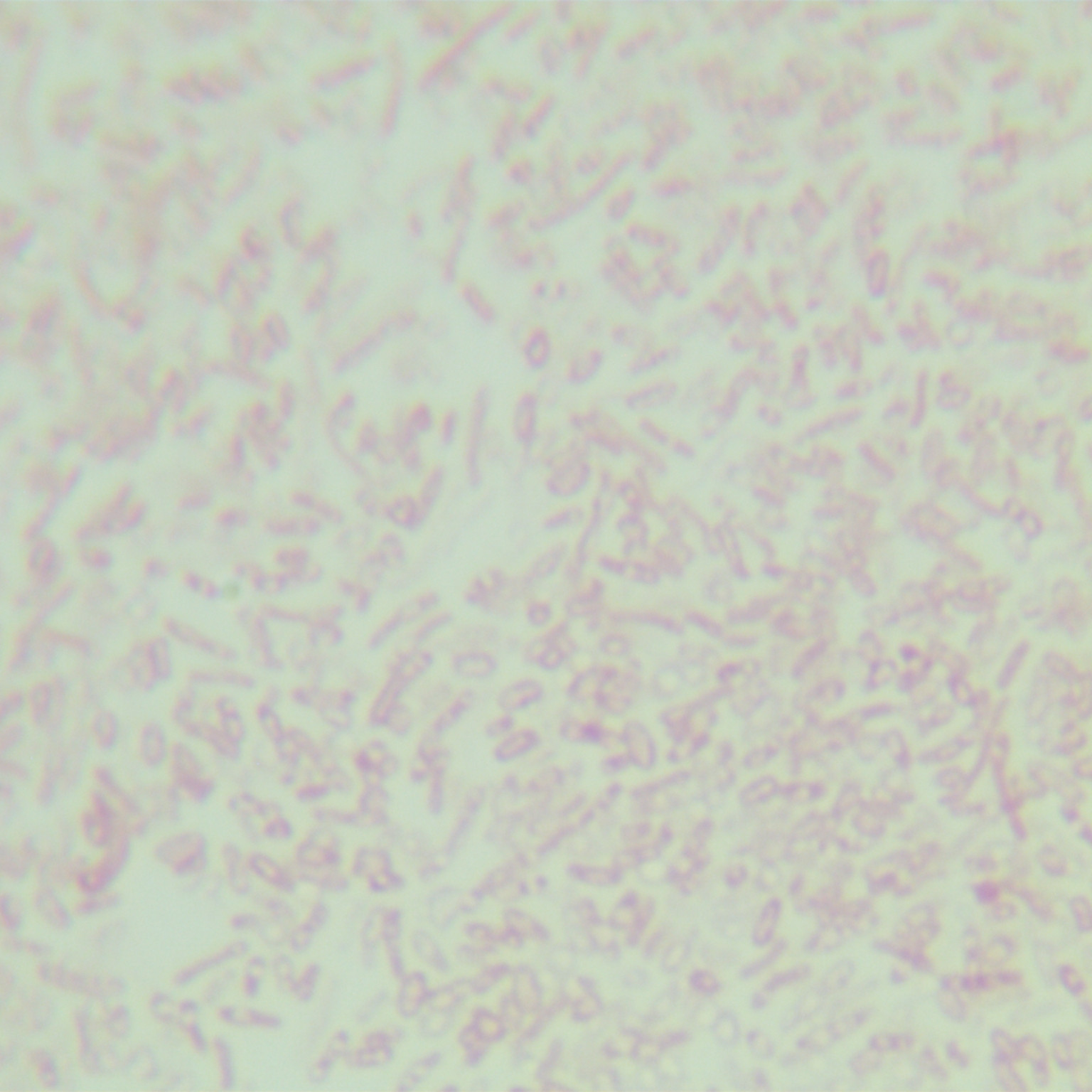 Vibrio parahaemolyticus-BNCC