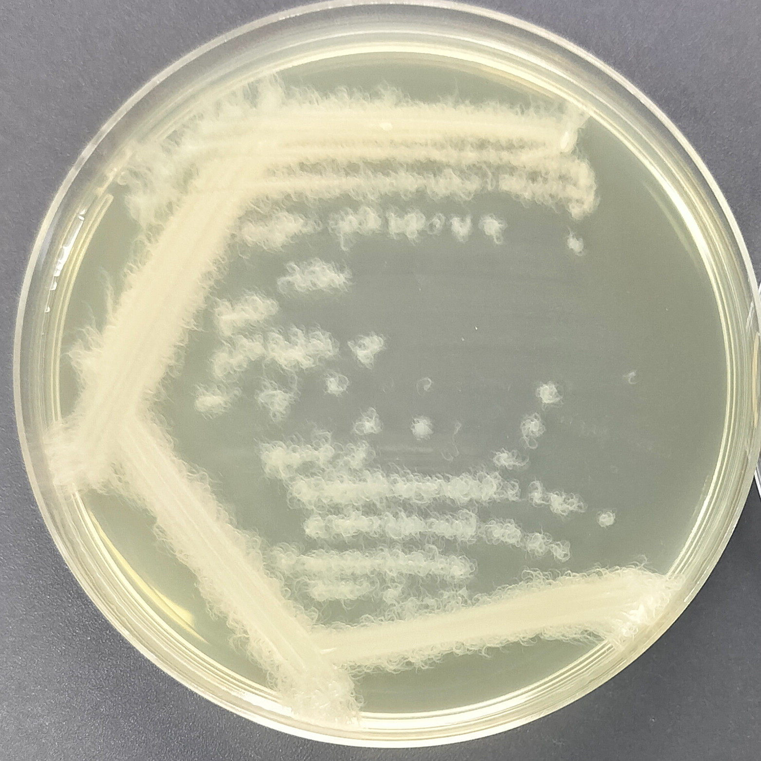 Fungal Bacillus-BNCC
