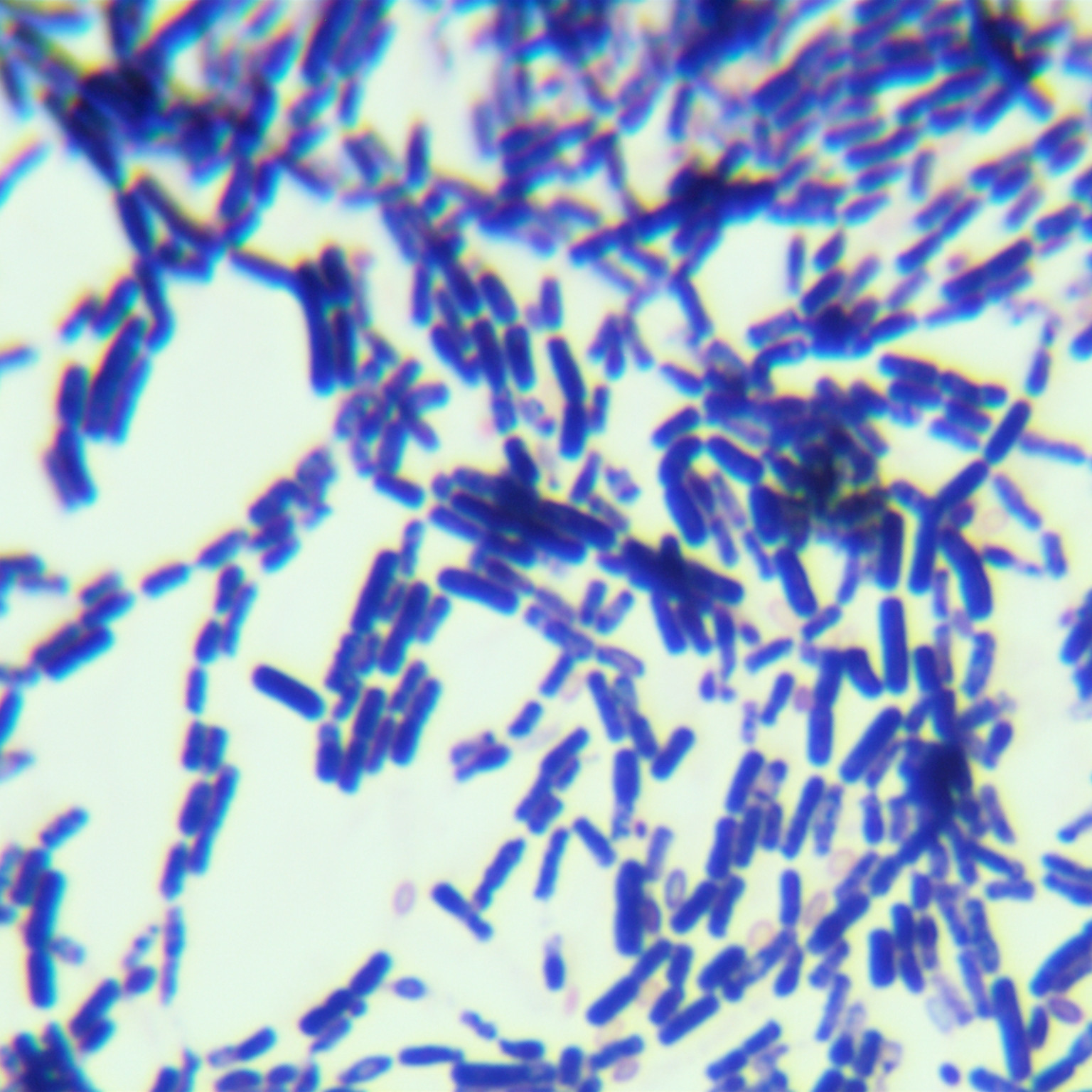Fungal Bacillus-BNCC