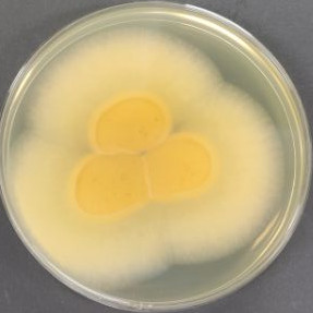 Penicillium ochraceus-BNCC
