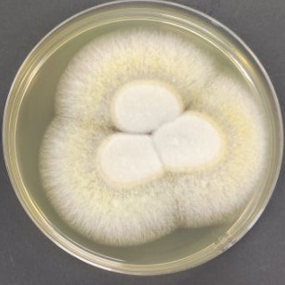 Penicillium ochraceus-BNCC