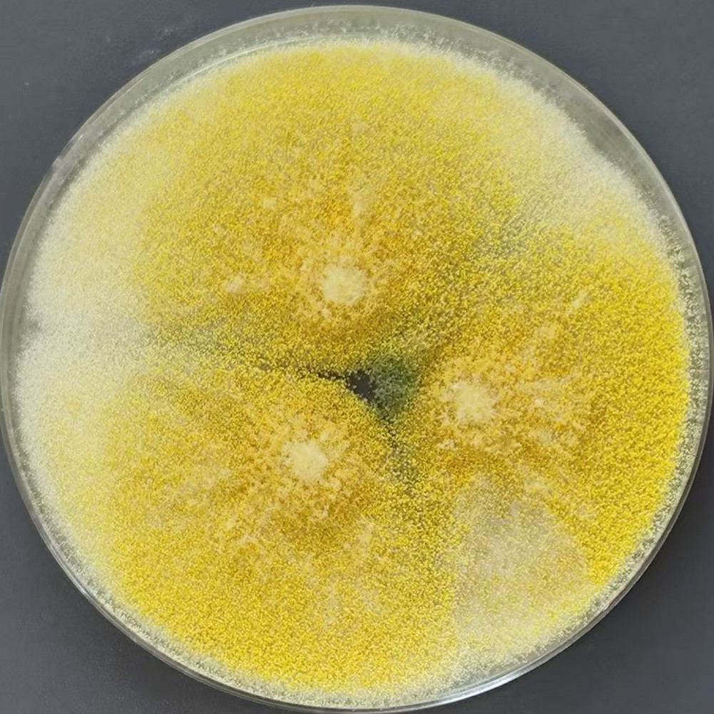 Aspergillus-BNCC