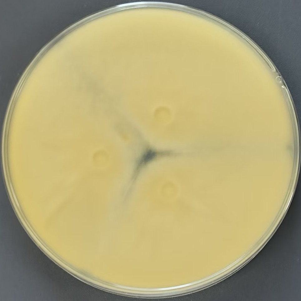 Aspergillus-BNCC