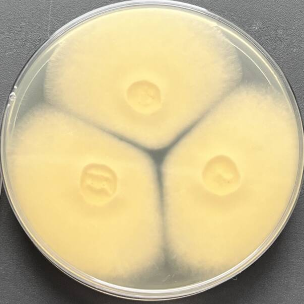 Aspergillus-BNCC