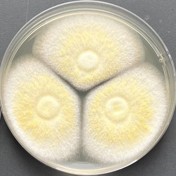 Aspergillus-BNCC