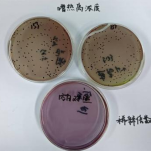 Control samples for standardization of thermophilic aerobic bacterial spores in milk and milk products-BNCC