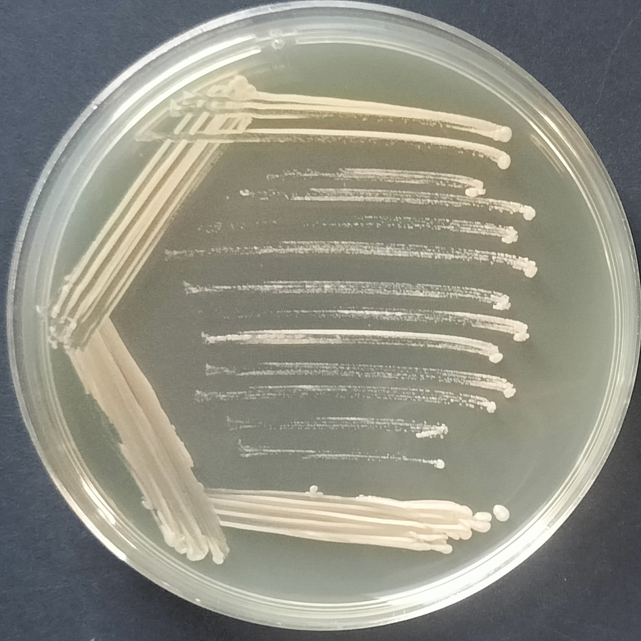 Fine Benson's yeast-BNCC