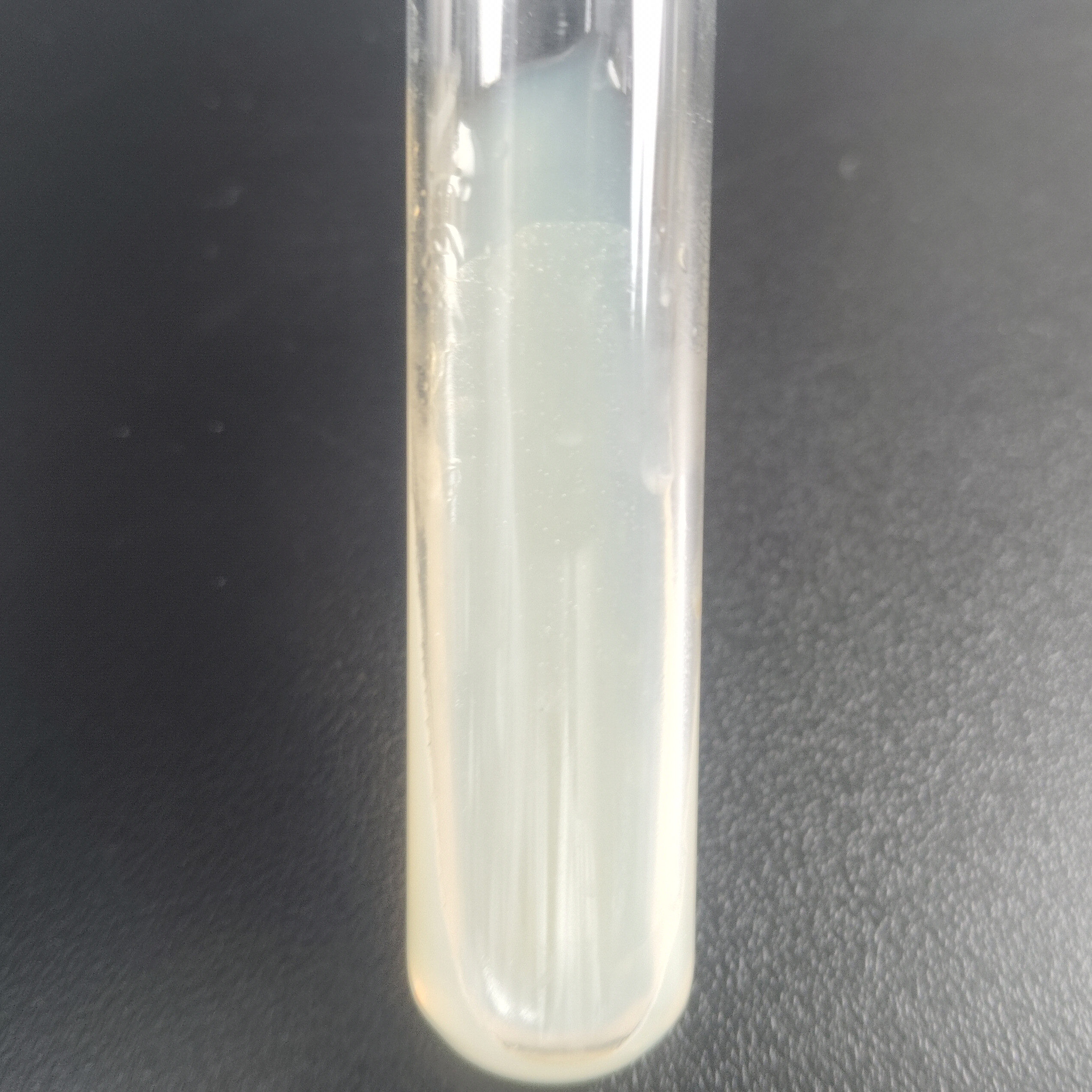 Acetobacter Pasteurella (Shanghai Brewing 1.01)-BNCC