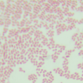Acetobacter Pasteurella (Shanghai Brewing 1.01)-BNCC