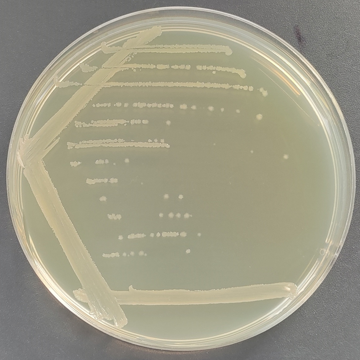 Bacillus genus-BNCC