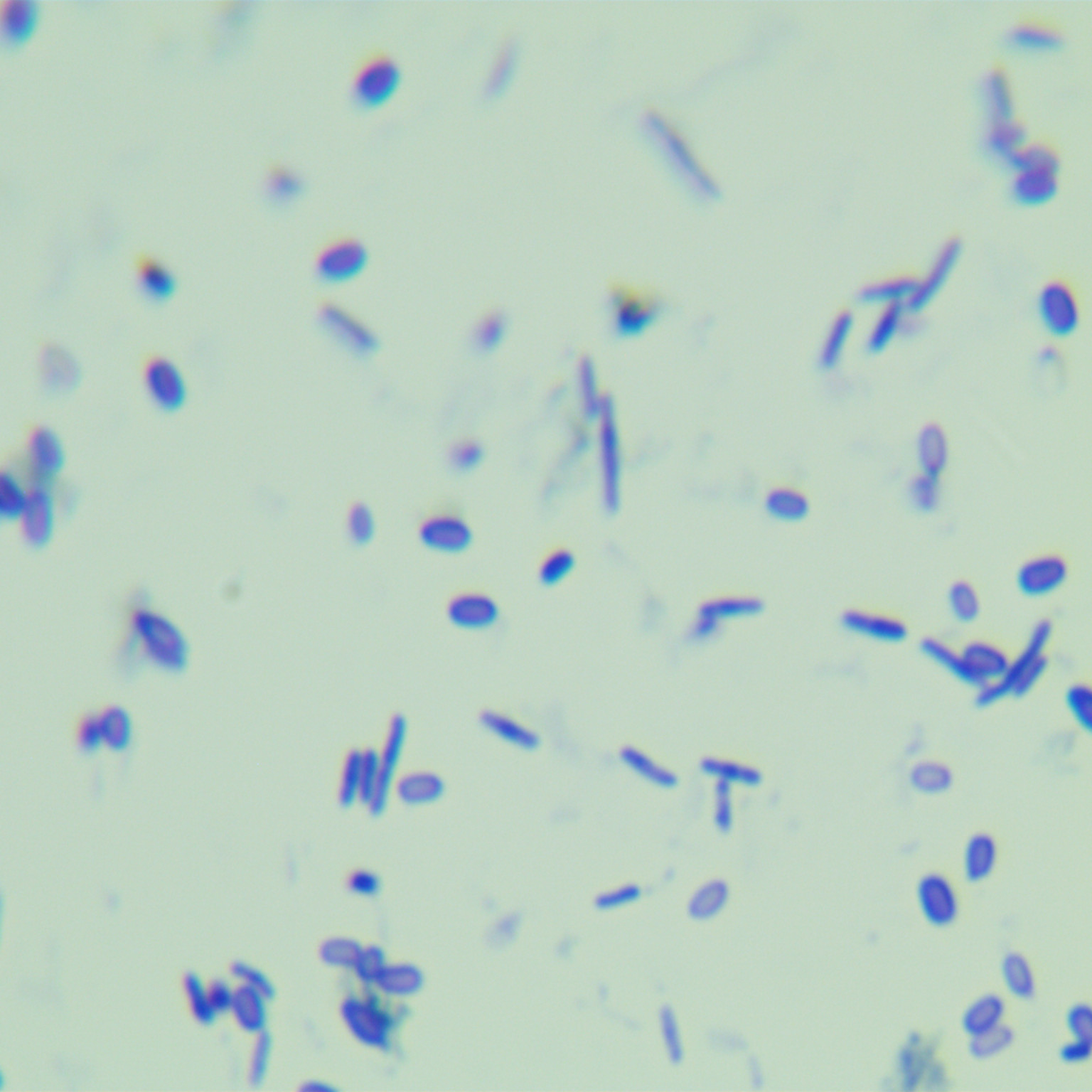 Bacillus genus-BNCC