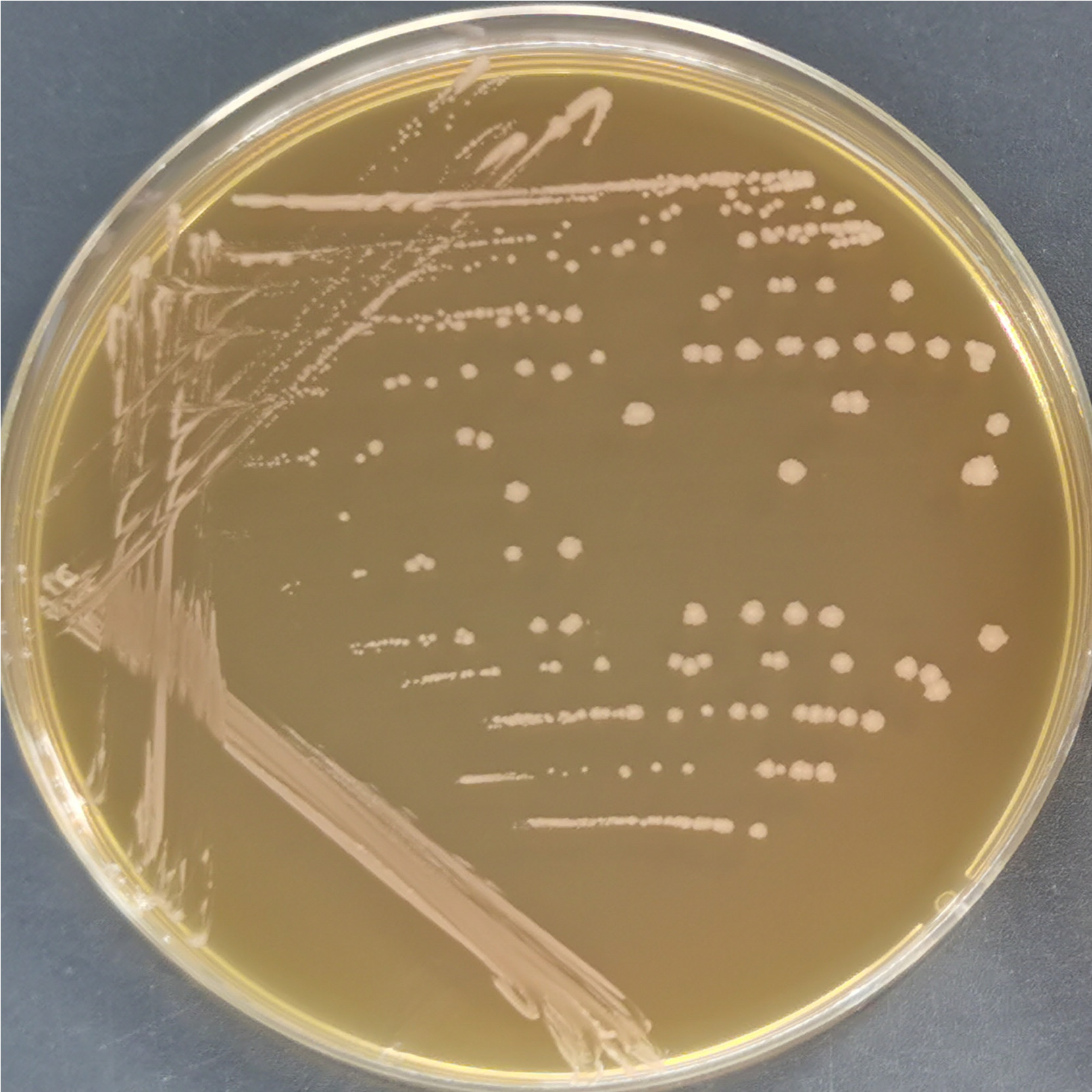 Swiss Lactobacillus-BNCC