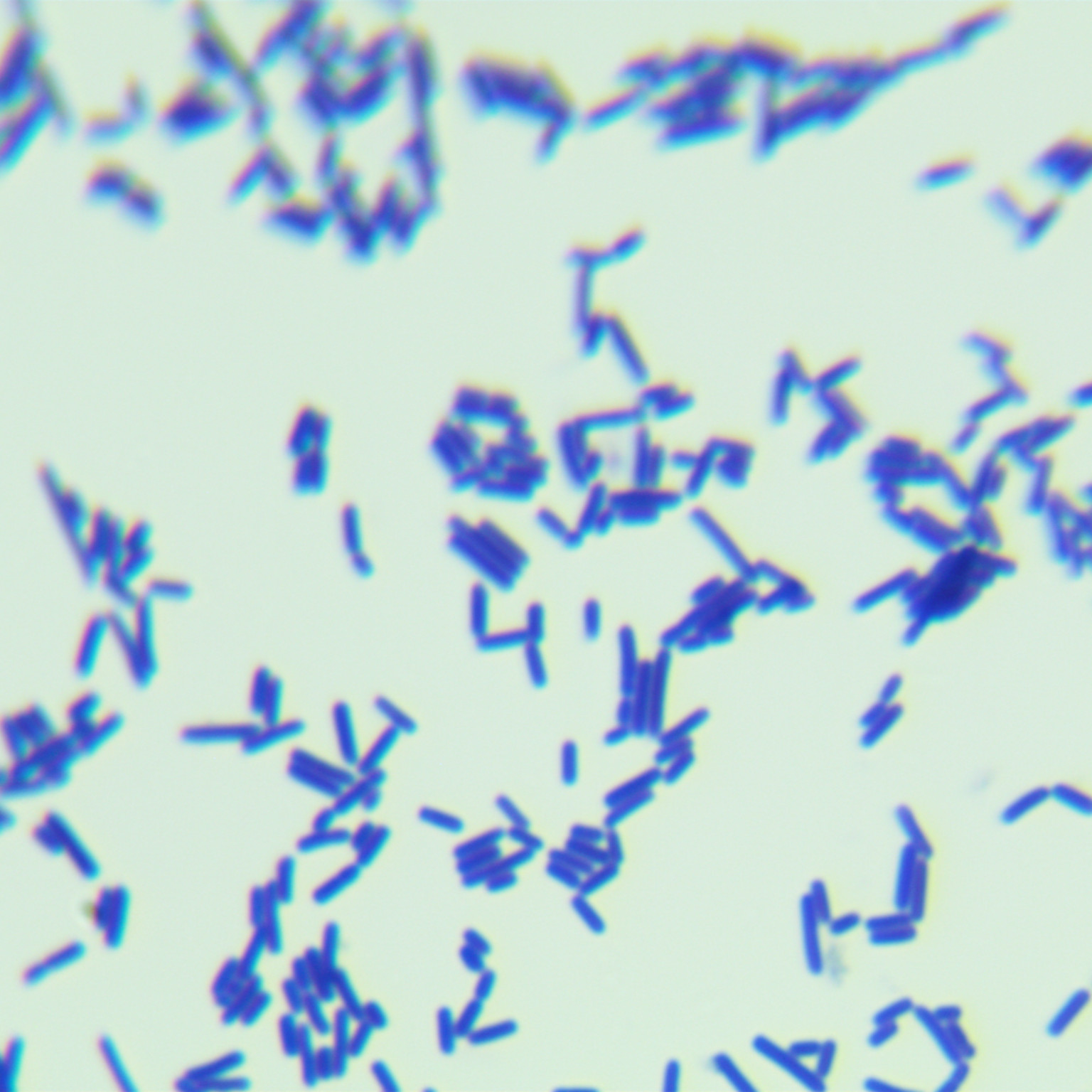 Swiss Lactobacillus-BNCC
