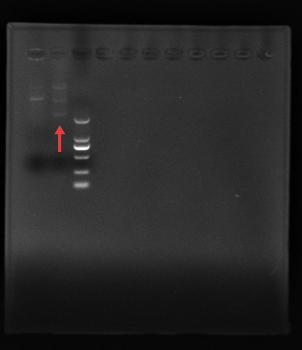 PBBR1MCS2-EM7-luxCDABE-BNCC