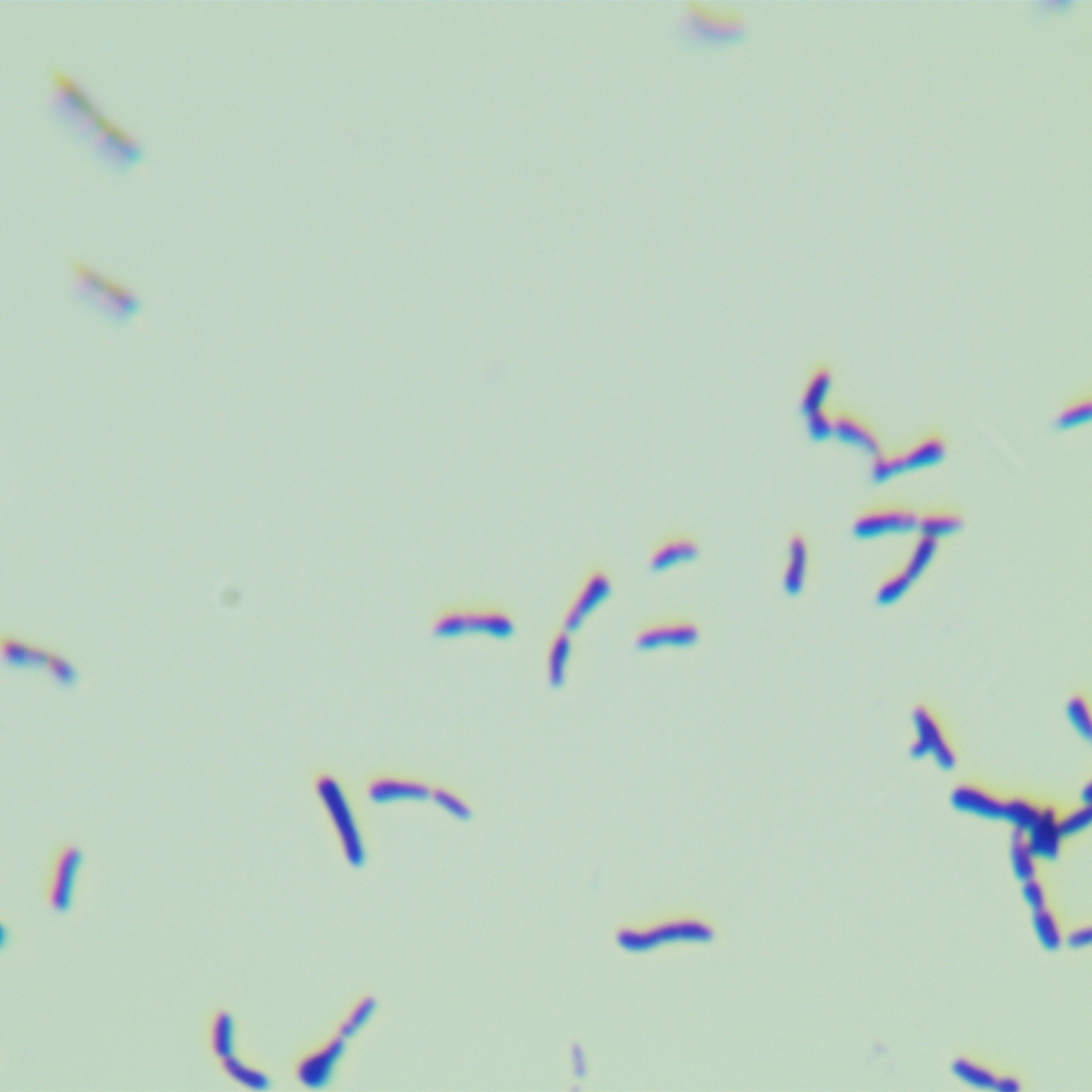 Long subspecies of Bifidobacterium longum-BNCC