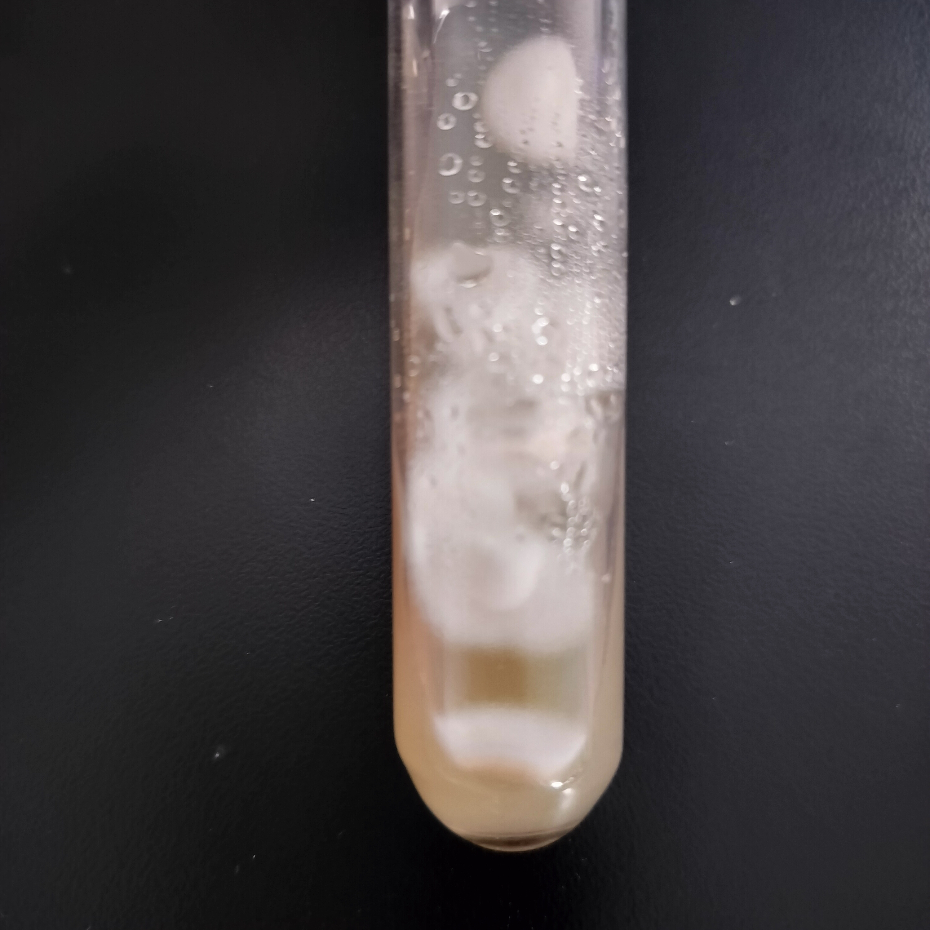 Echinochloa cruzi ergot fungus-BNCC