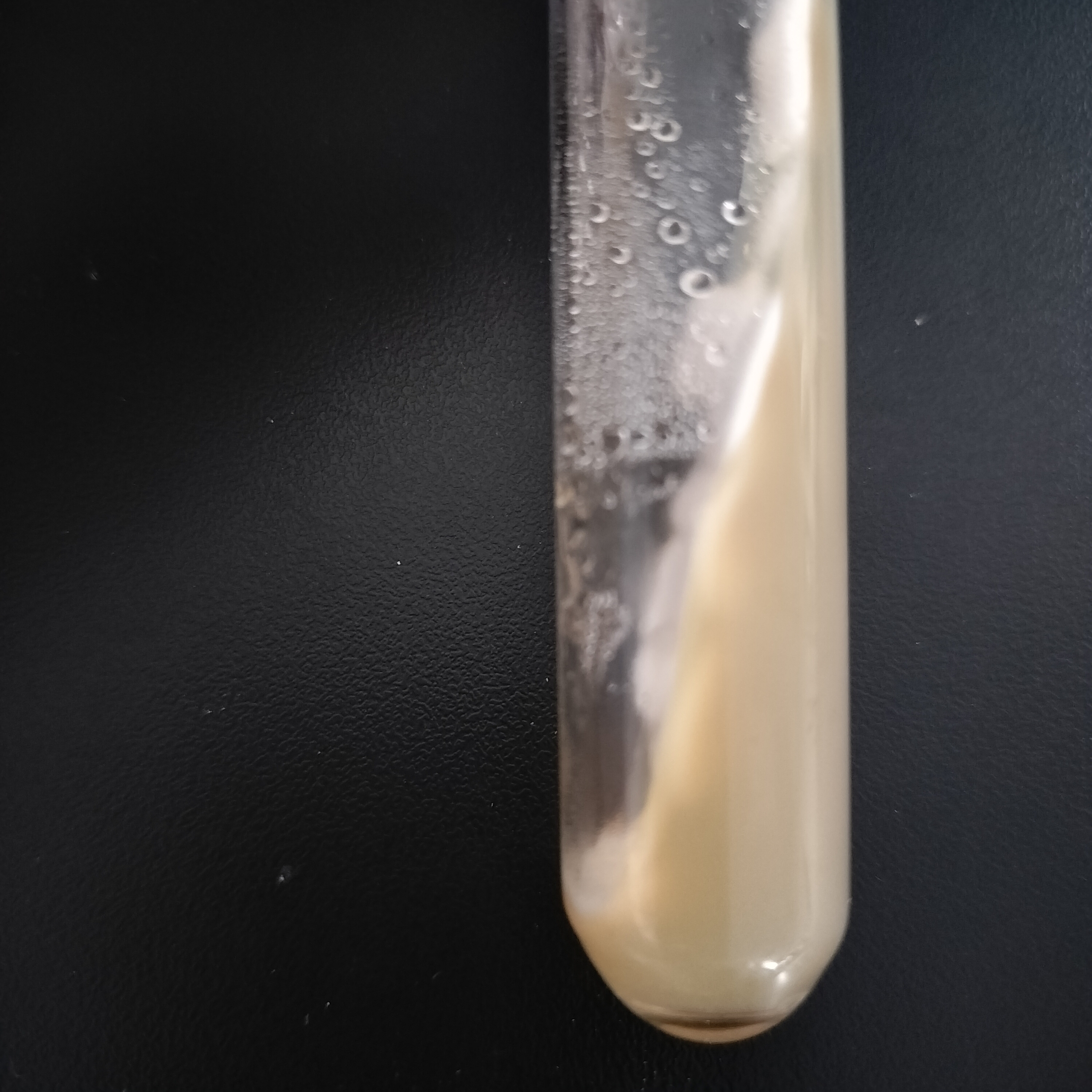 Echinochloa cruzi ergot fungus-BNCC