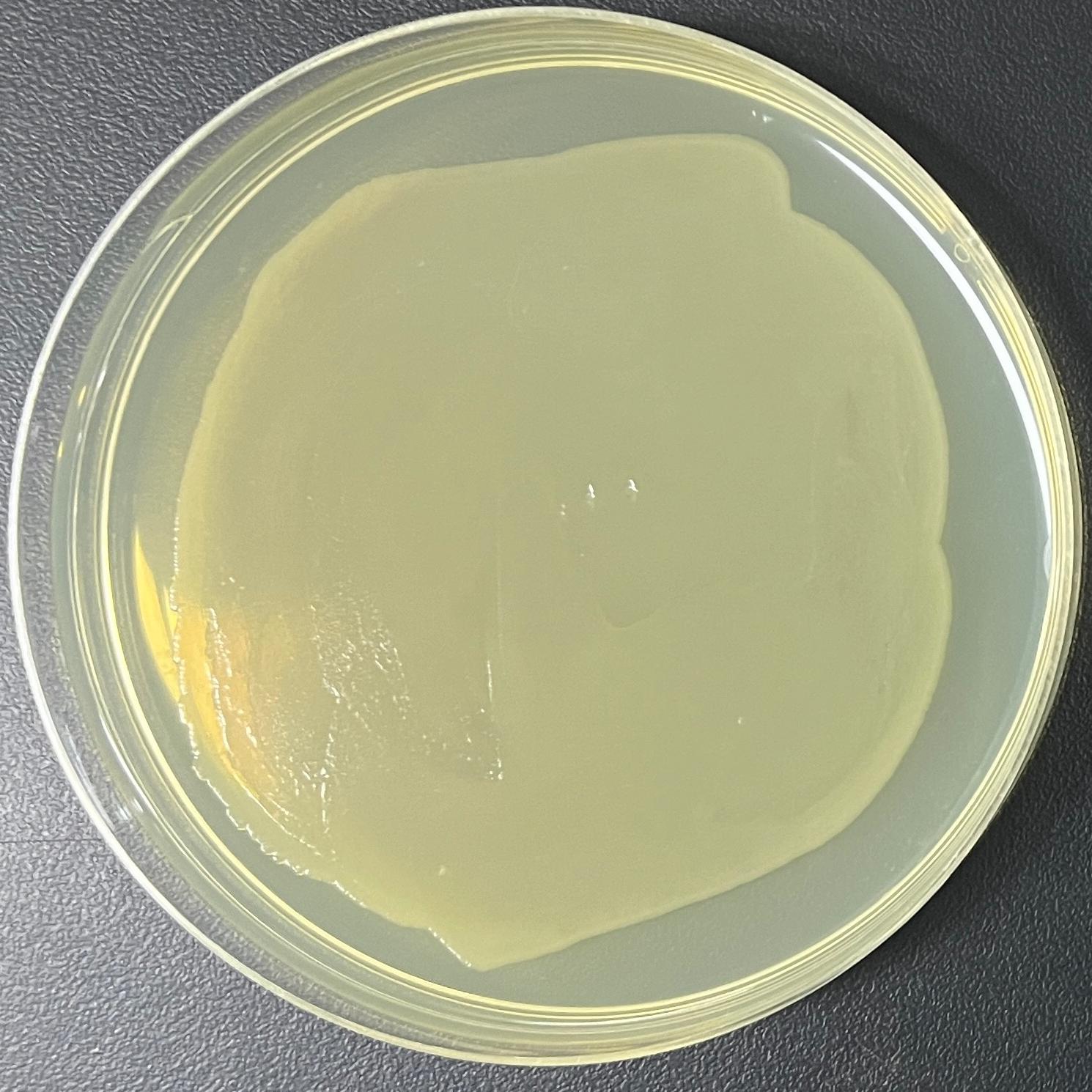 TG1 (containing pCANTAB-5E plasmid) E. coli-BNCC
