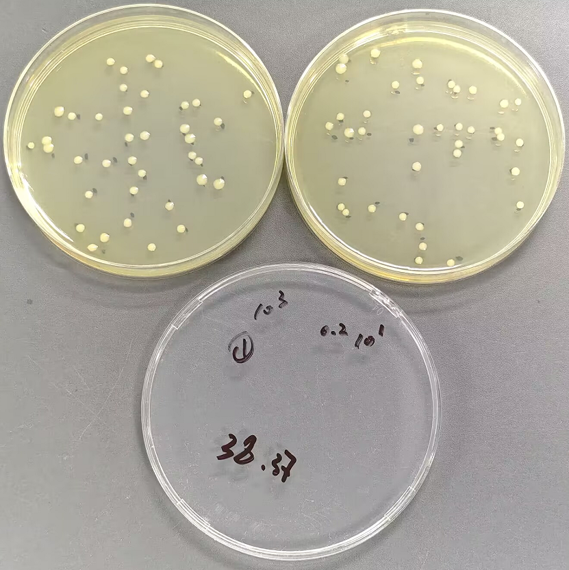Quality Control Sample for E. coli Detection in Disposable Hygiene Products-BNCC