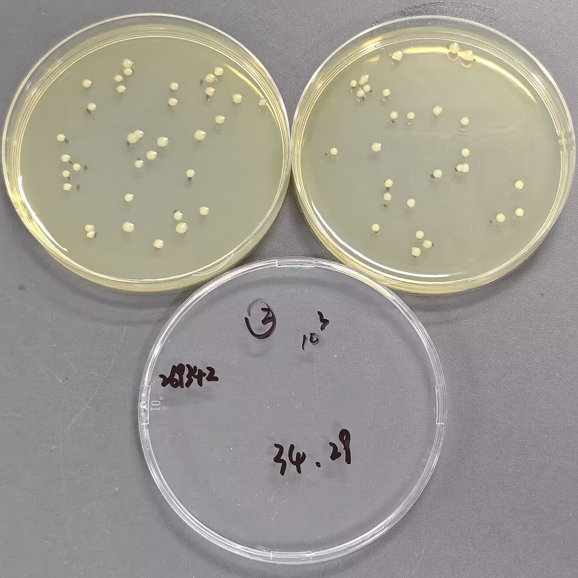 Quality Control Sample for E. coli Detection in Disposable Hygiene Products-BNCC