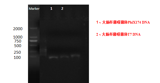 Escherichia coli bacteriophage PhiX174 deoxyribonucleic acid liquid indoor quality control product-BNCC