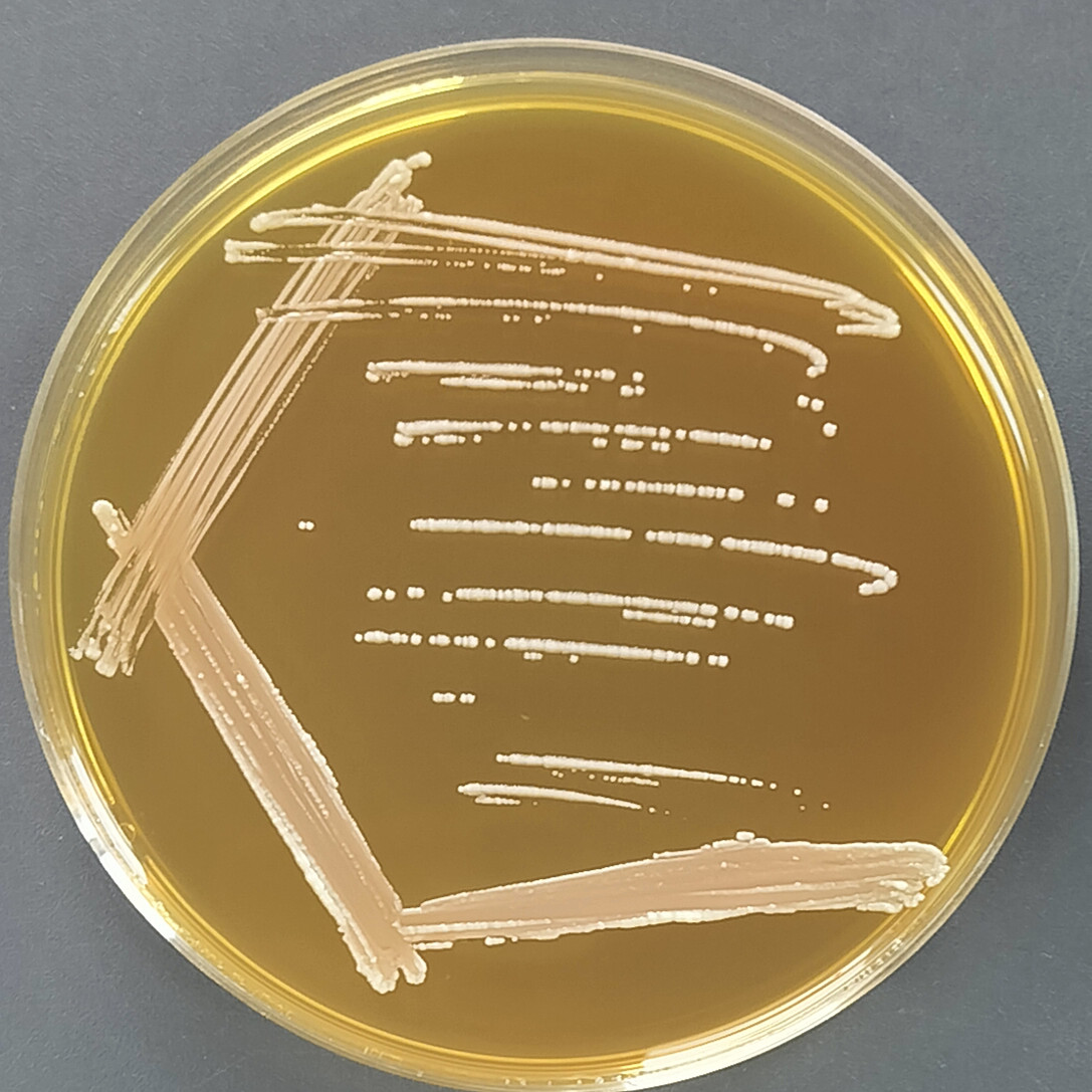 Bacillus lactis LC86-BNCC