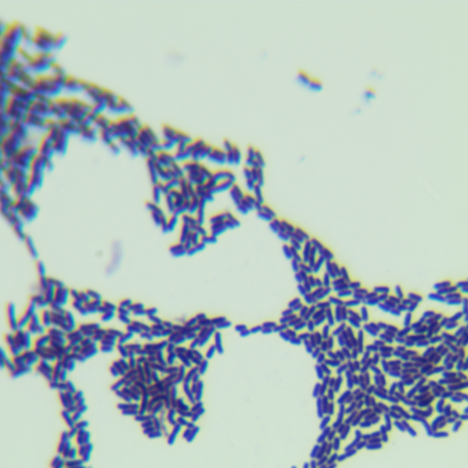 Bacillus lactis LC86-BNCC