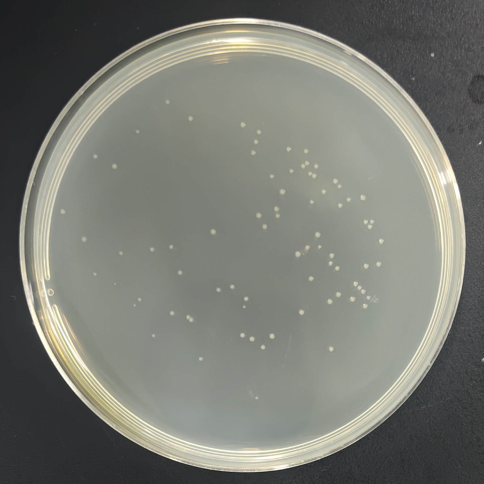 C41 (DE3) pLysS chemocompetent cells-BNCC