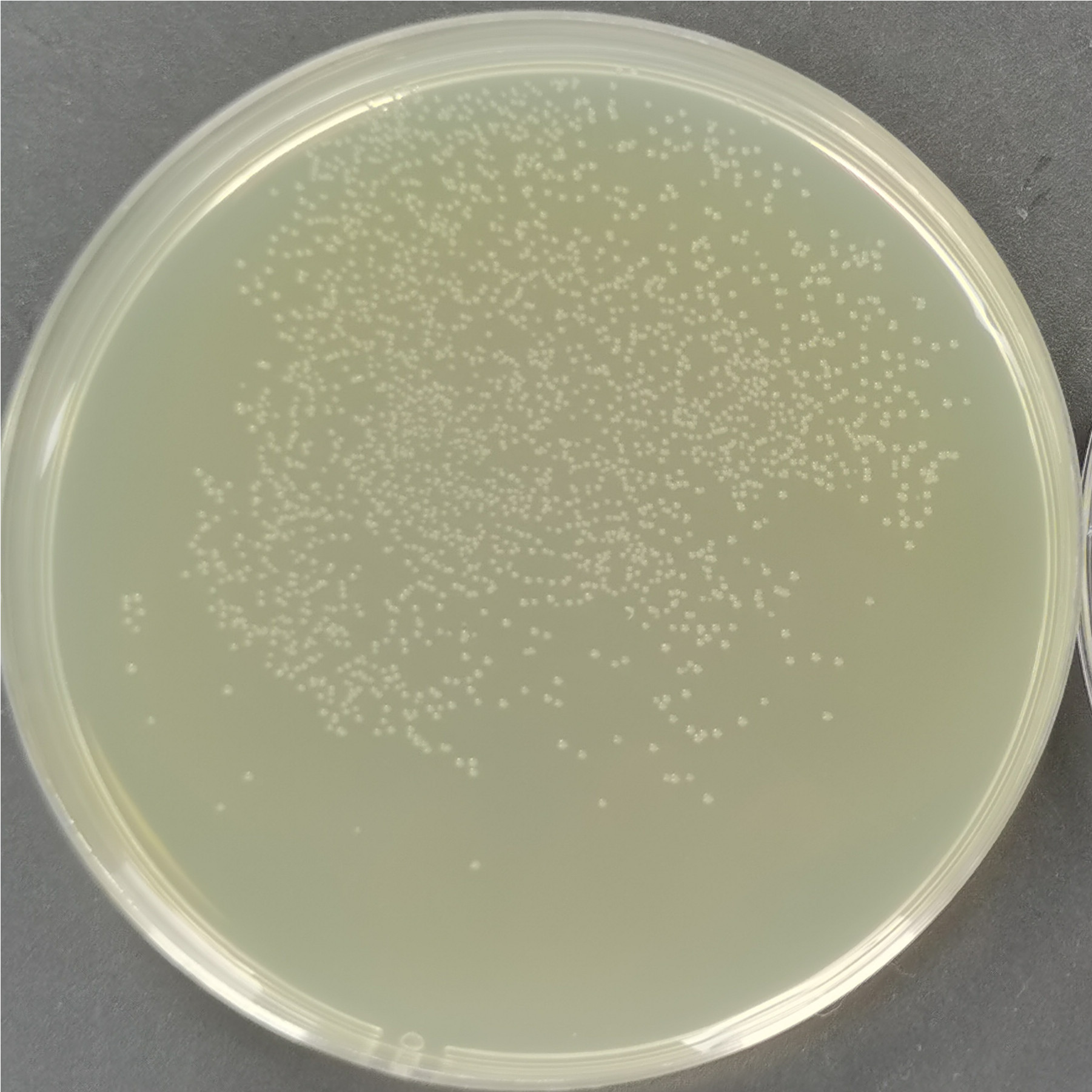 Rosetta-gami-B (DE3) chemocompetent cells-BNCC