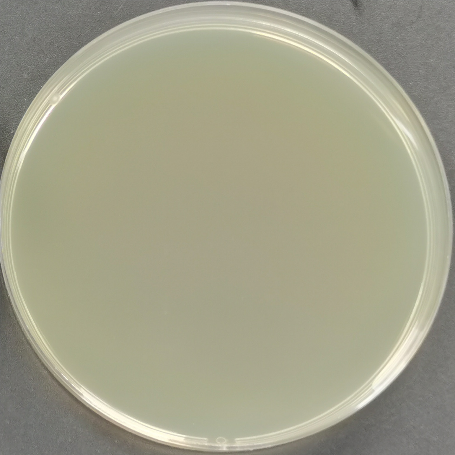 Rosetta-gami-B (DE3) chemocompetent cells-BNCC