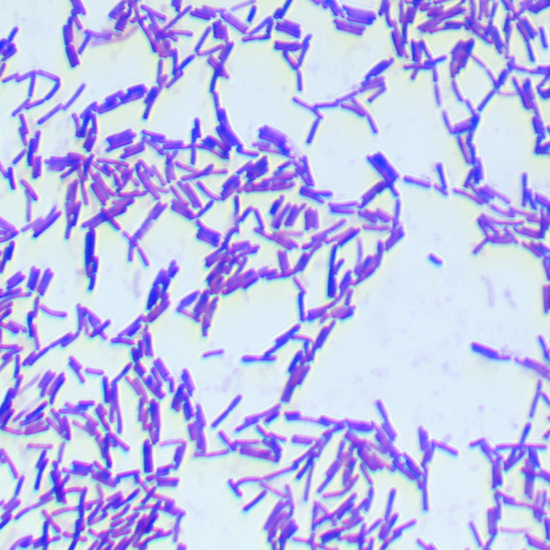 Nialia tiangongensis-BNCC