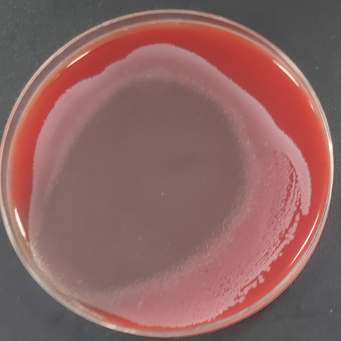 Nialia tiangongensis-BNCC