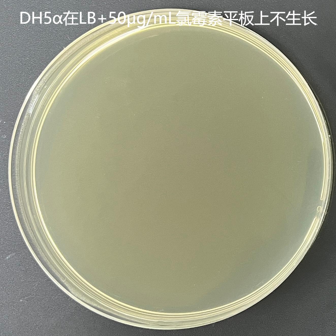 Lemo21 (DE3) chemocompetent cells-BNCC