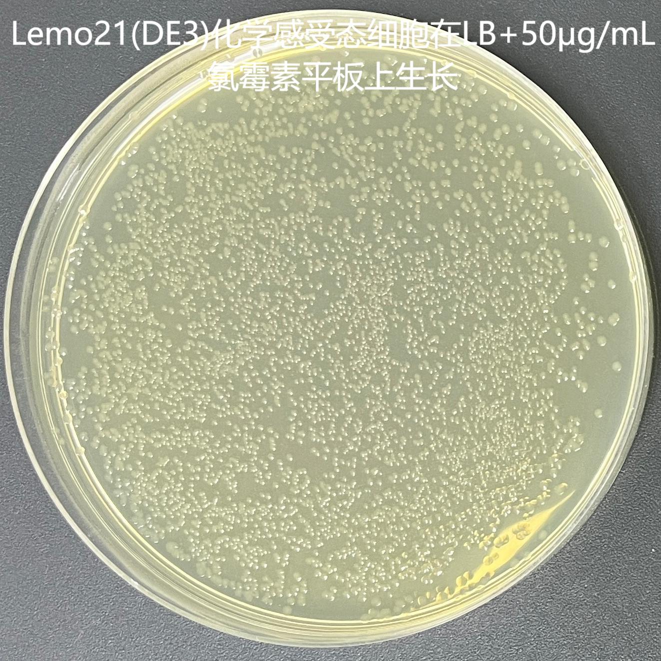 Lemo21 (DE3) chemocompetent cells-BNCC