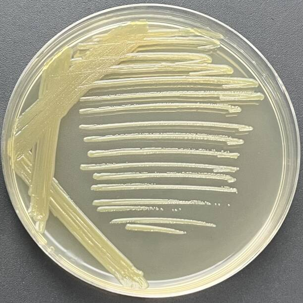 Oligomonas genus-BNCC