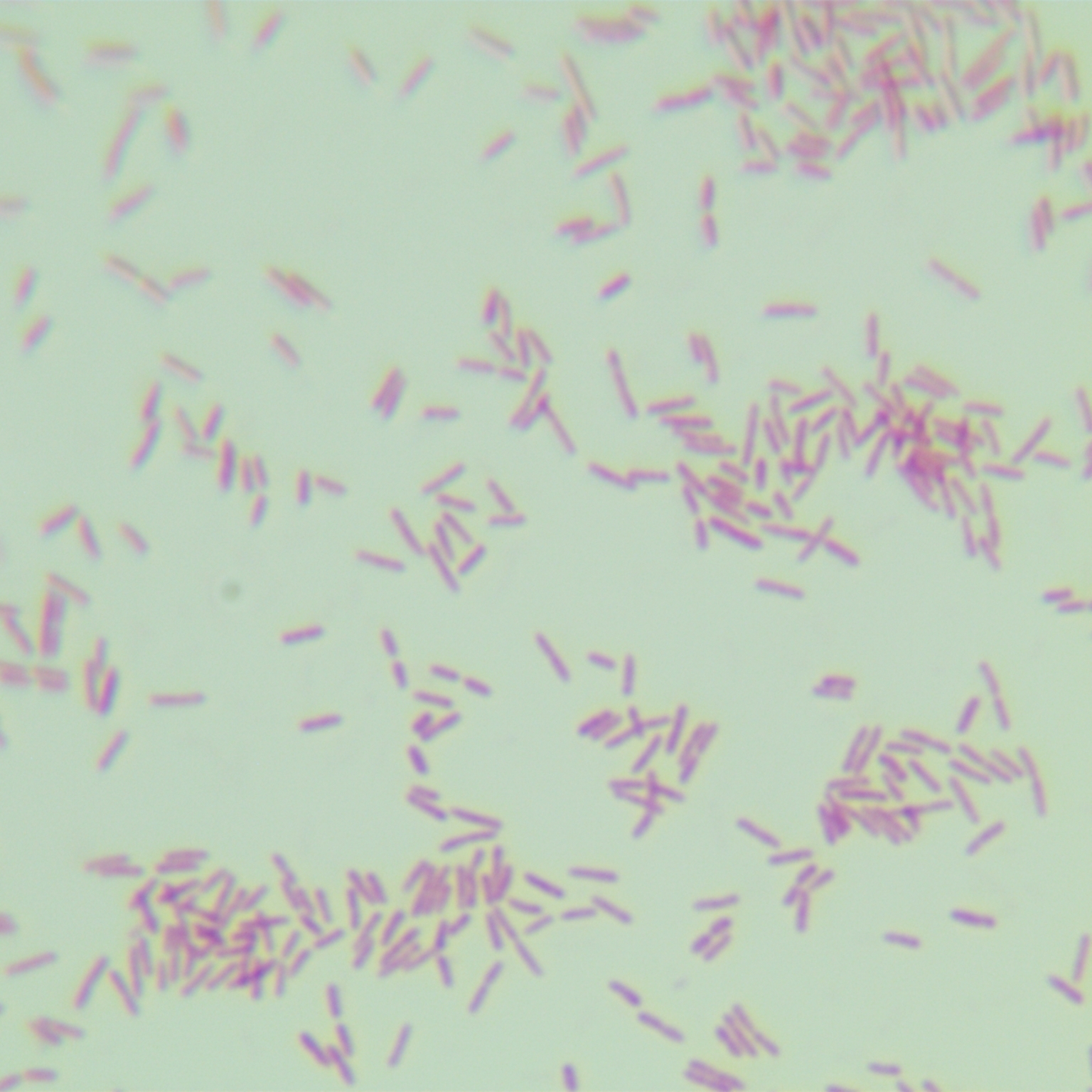 Oligomonas genus-BNCC