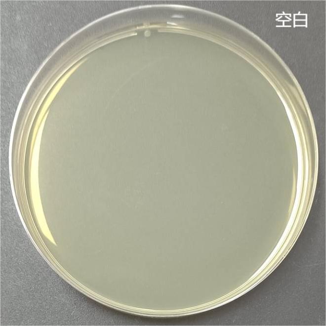 Mycobacterium diernhoferi nucleic acid reference substance (Heat-inactivated) (strongly positive)-BNCC