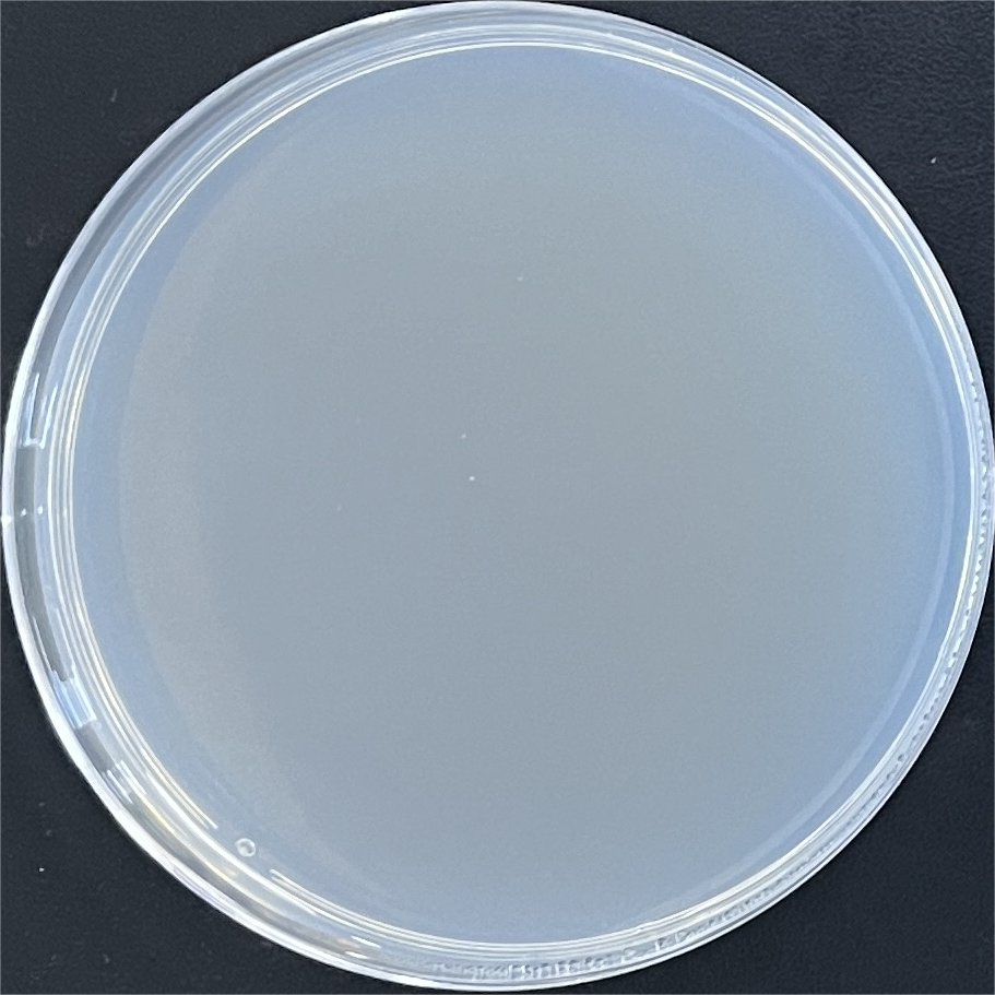 Senegal Mycobacterium Nucleic Acid Reference (Heat-inactivated) (Strong Positive)-BNCC