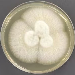 Aspergillus-BNCC