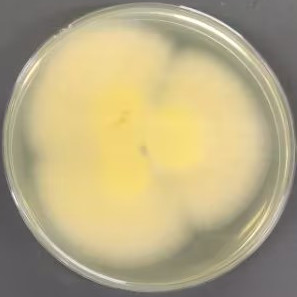 Aspergillus-BNCC