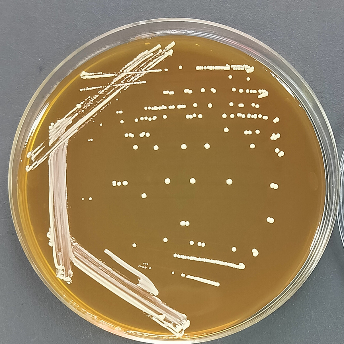 Lactobacillus plantarum-BNCC