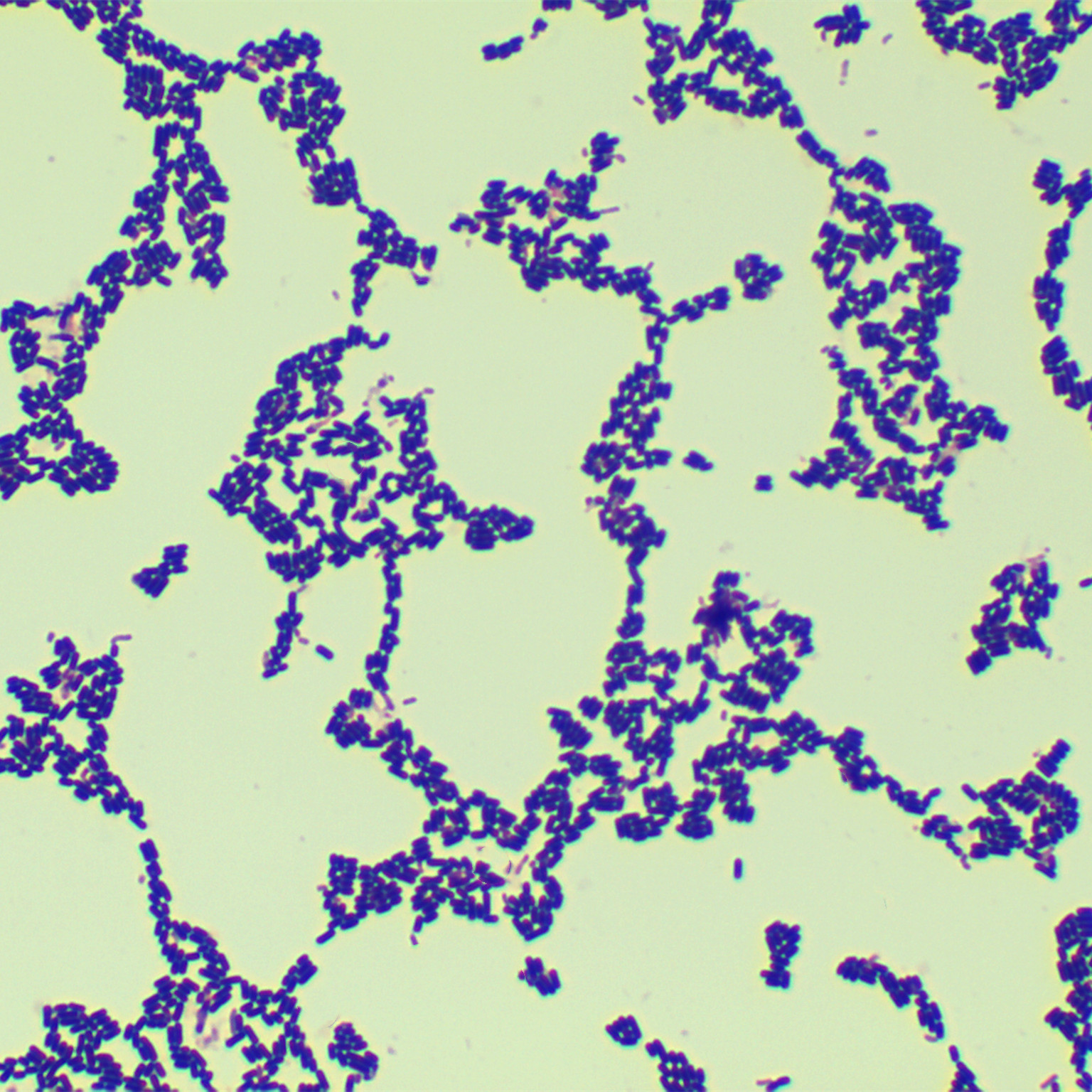 Lactobacillus plantarum-BNCC