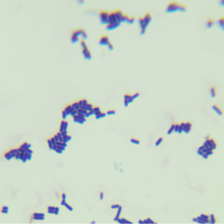 Lactobacillus fermentum-BNCC
