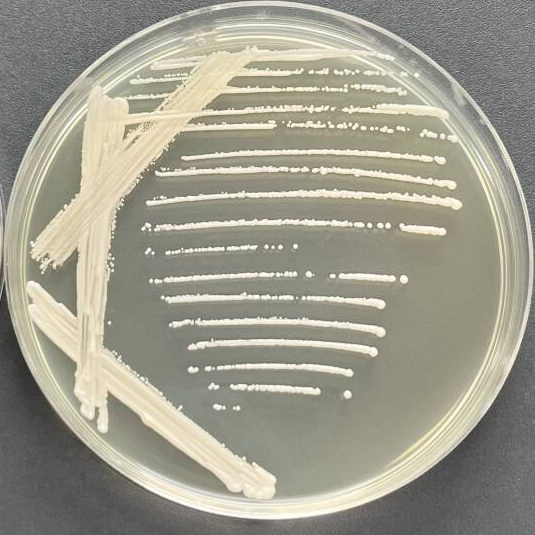 Lager beer yeast-BNCC
