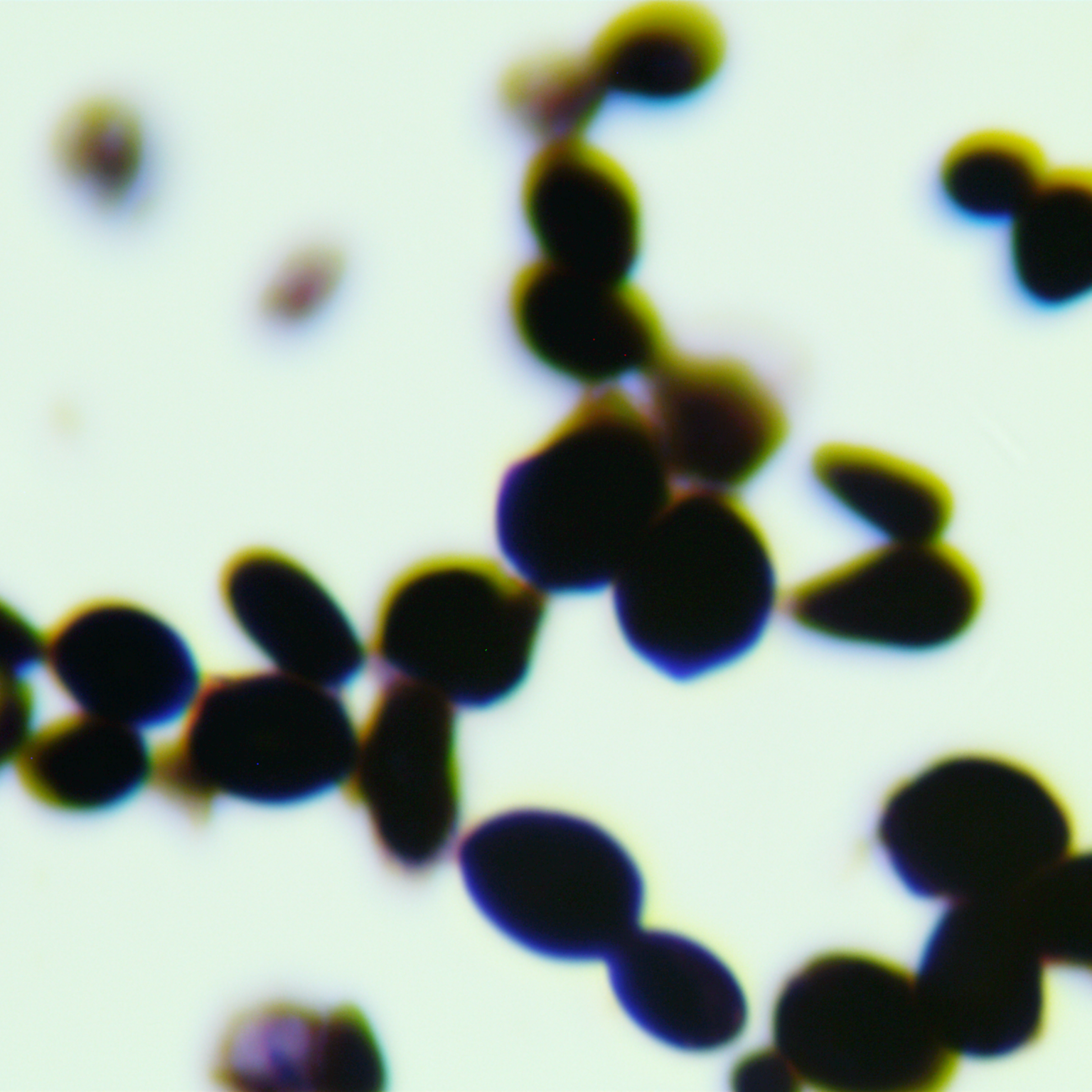 Lager beer yeast-BNCC