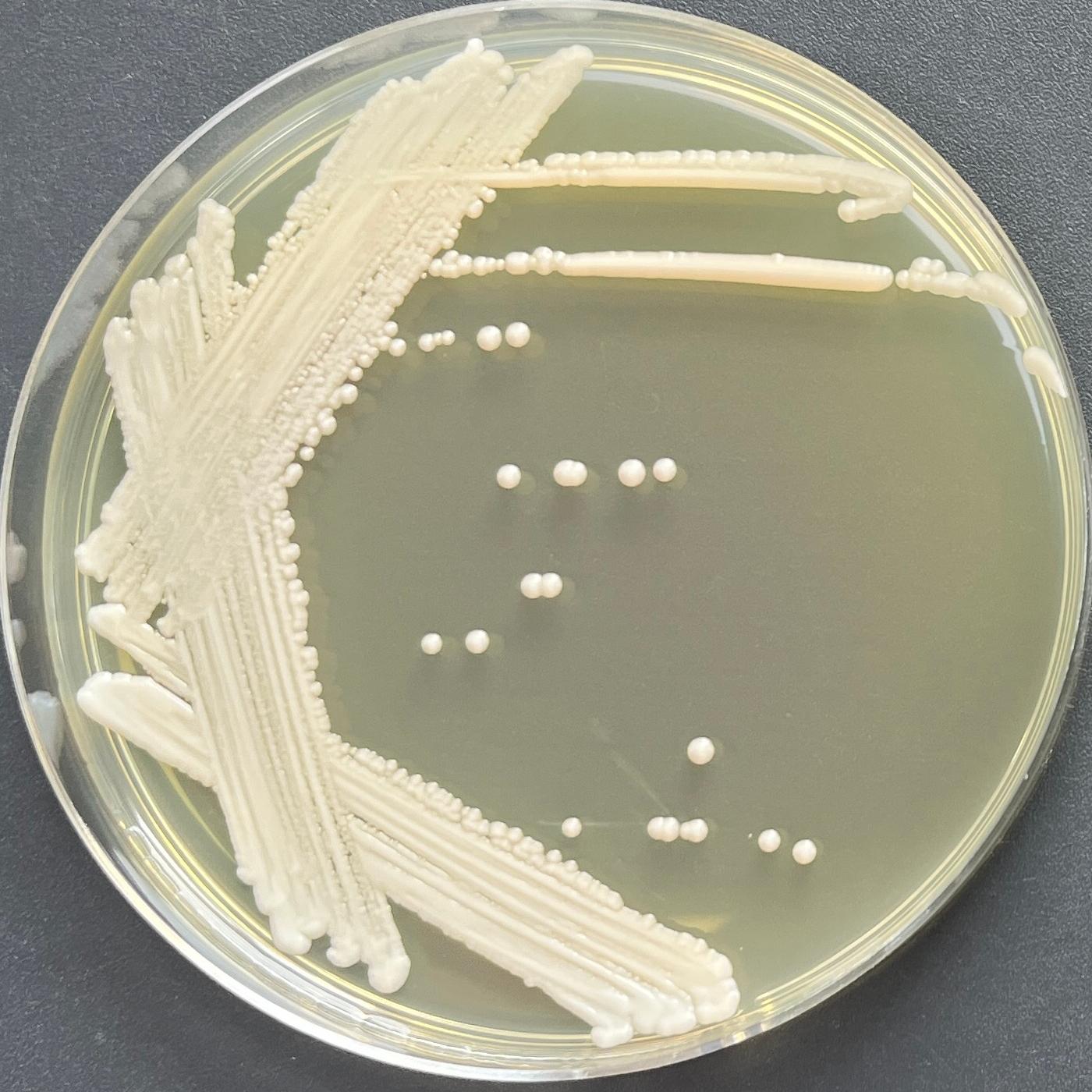 Blackwell's Candida-BNCC