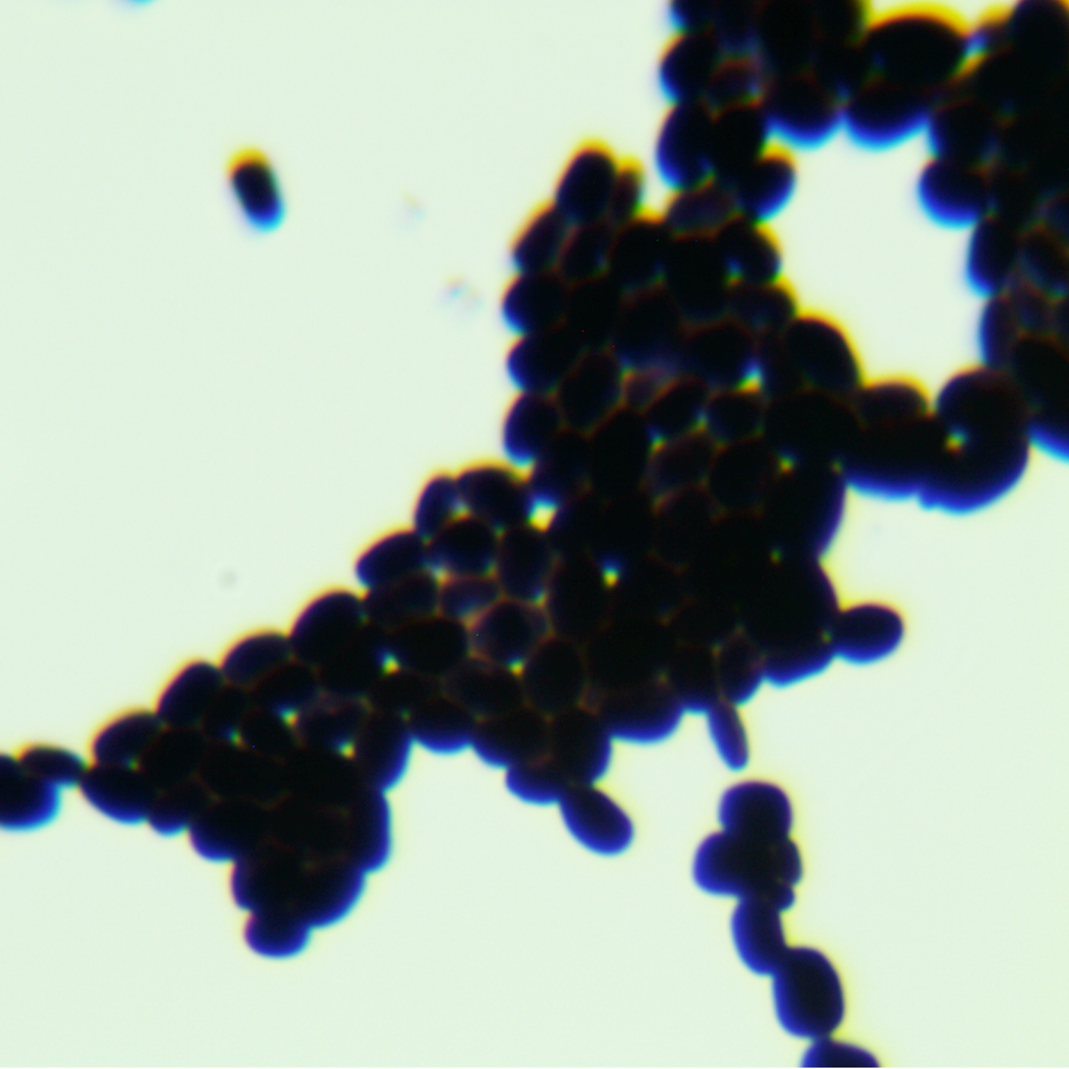 Blackwell's Candida-BNCC
